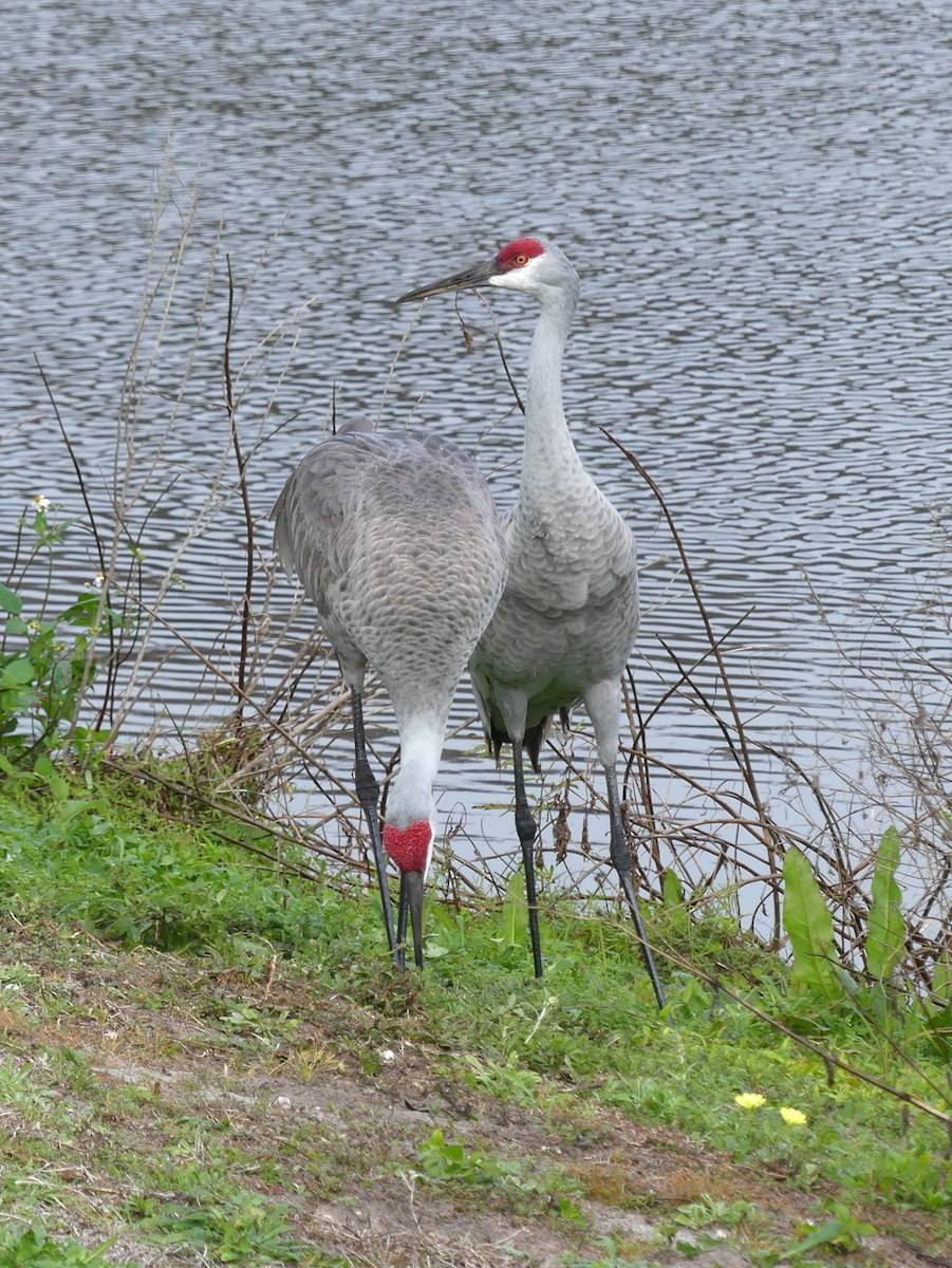 Grulla Canadiense - ML647286553