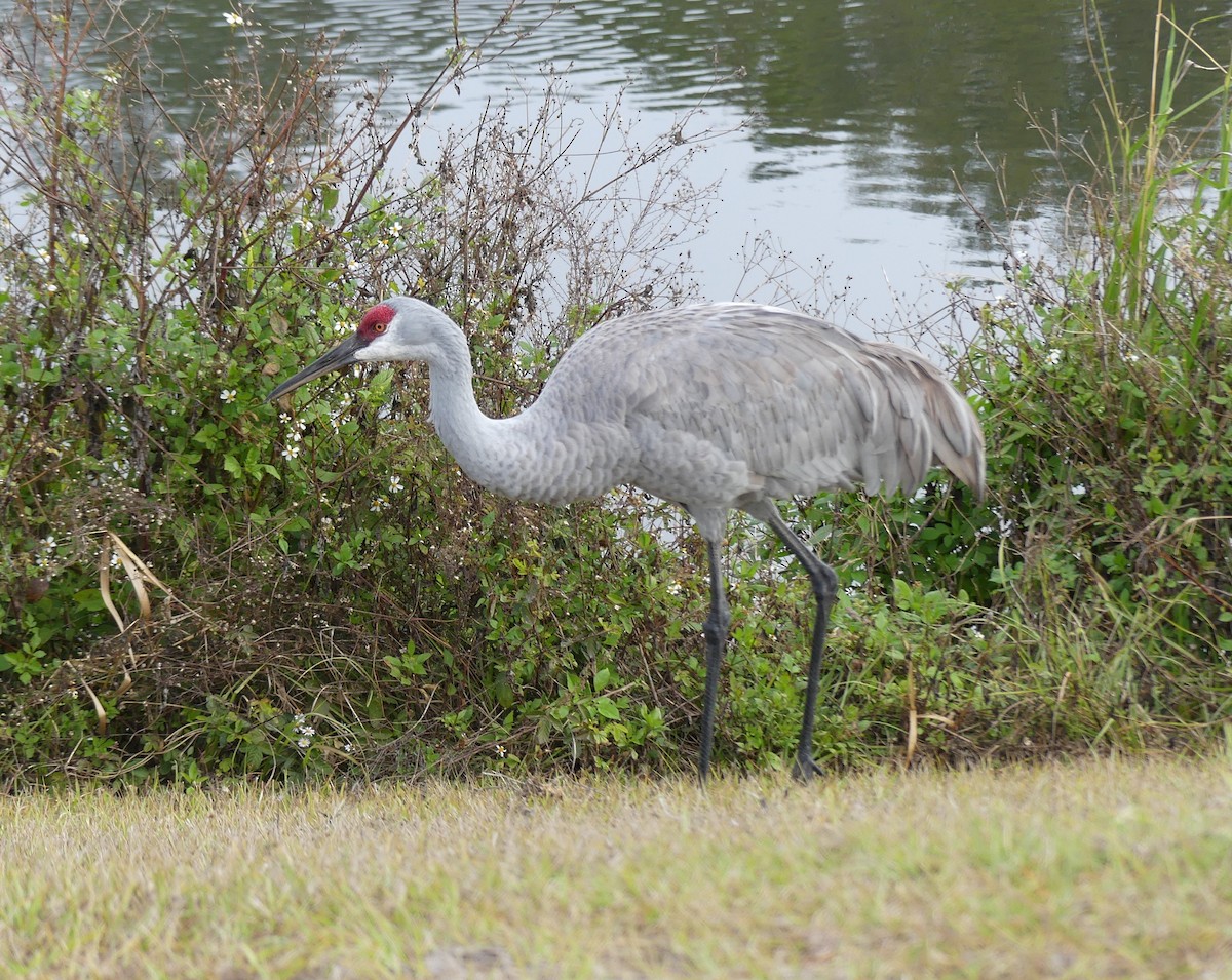 Grulla Canadiense - ML647286554