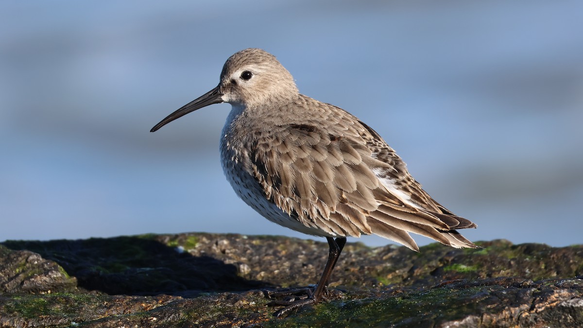 Piovanello pancianera - ML647286558