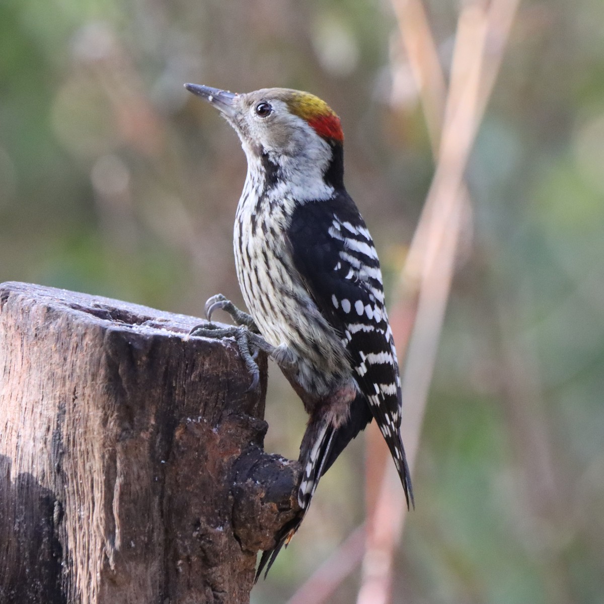 bergspett - ML647286561