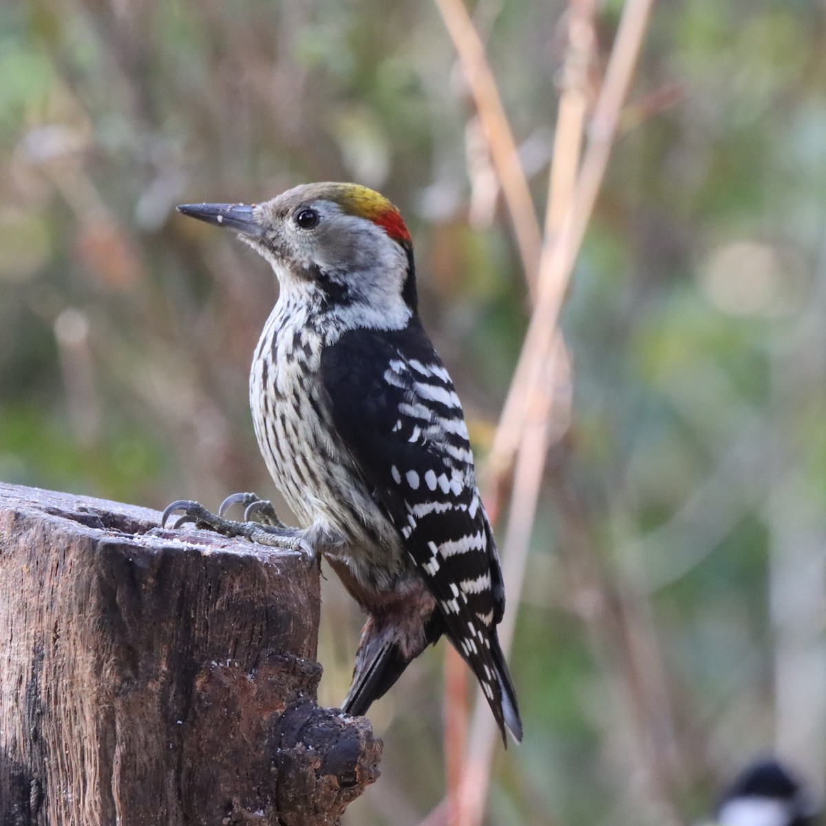 bergspett - ML647286571