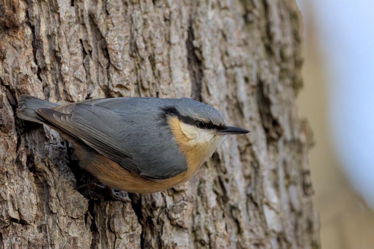 Повзик звичайний - ML647286575