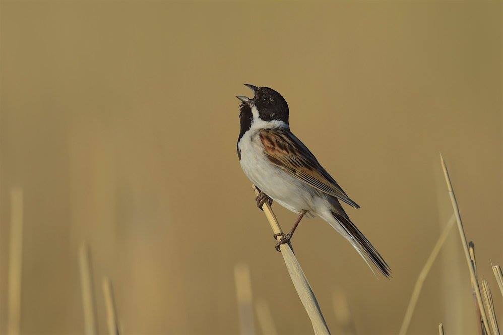 Reed Bunting - ML647286581