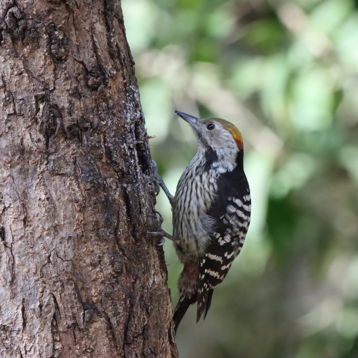 bergspett - ML647286589