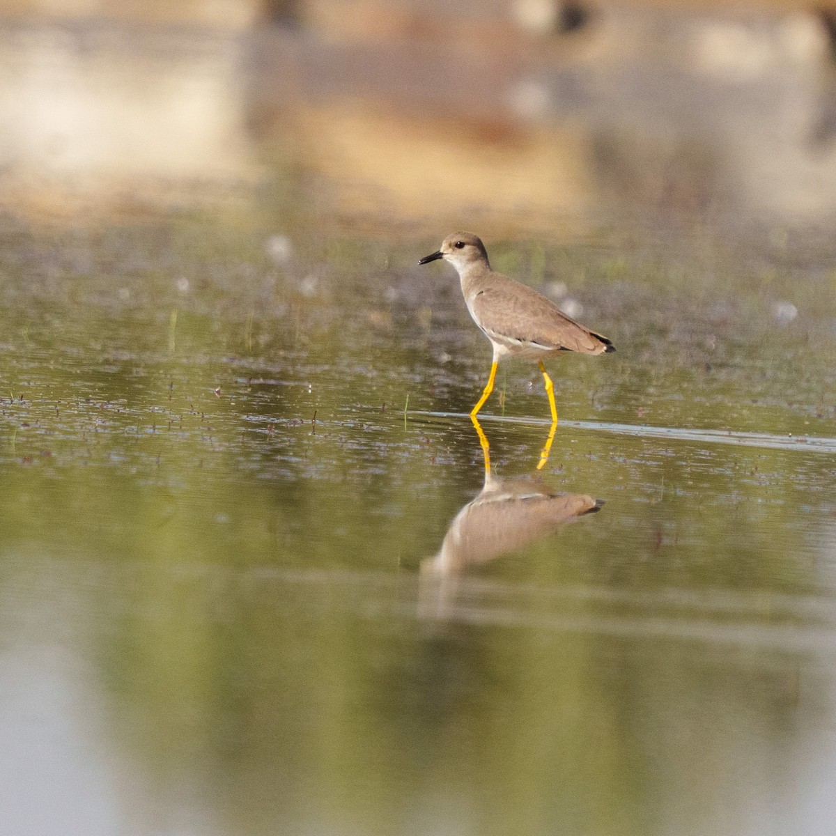 White-tailed Lapwing - ML647286591