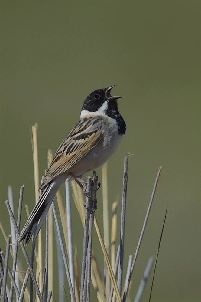 Pallas's Bunting - ML647286605