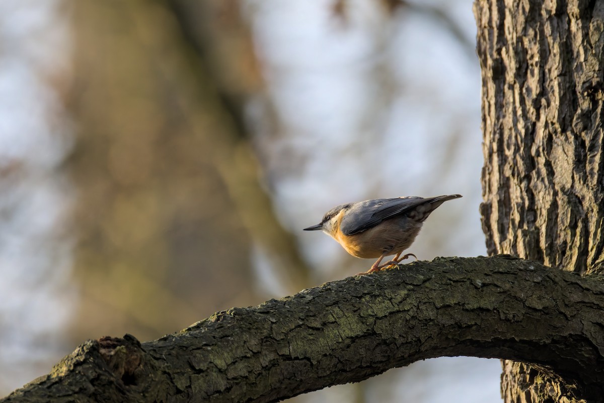 Повзик звичайний - ML647286612