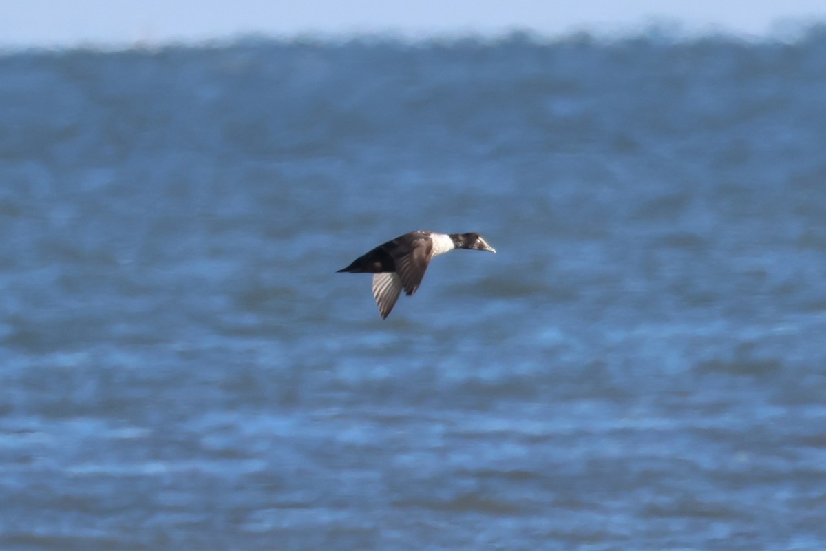 Common Eider - ML647286613