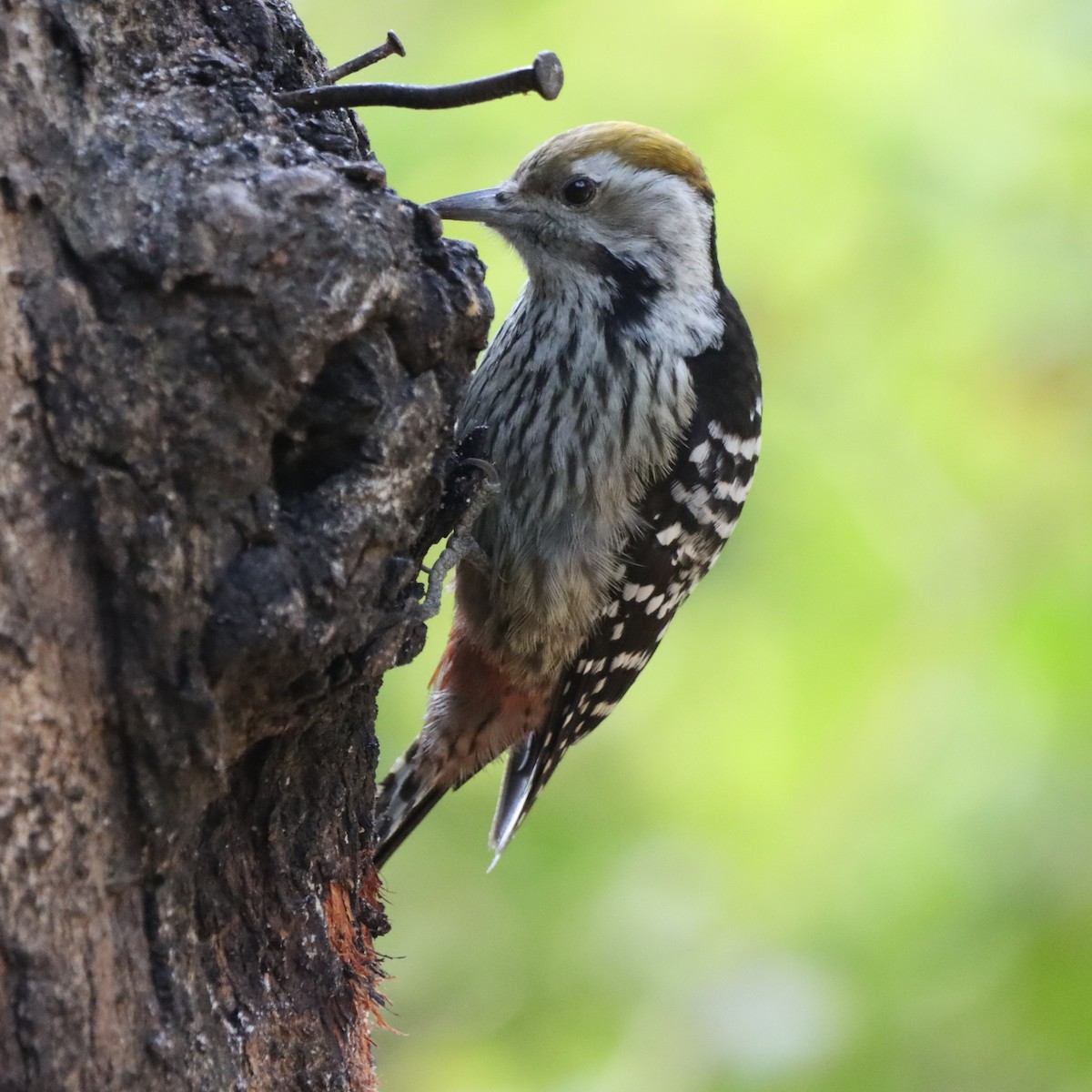 bergspett - ML647286614