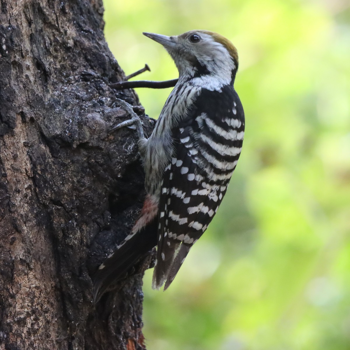 bergspett - ML647286641