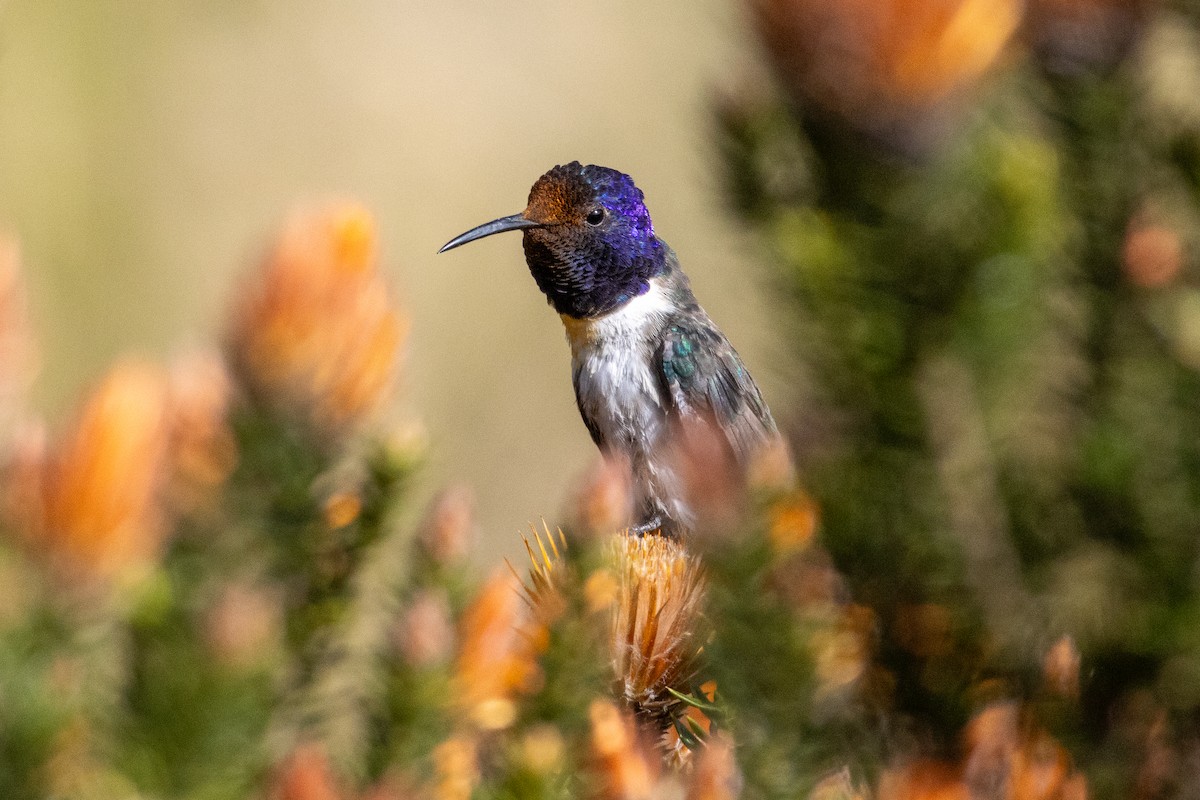 Ecuadorian Hillstar - ML647286650