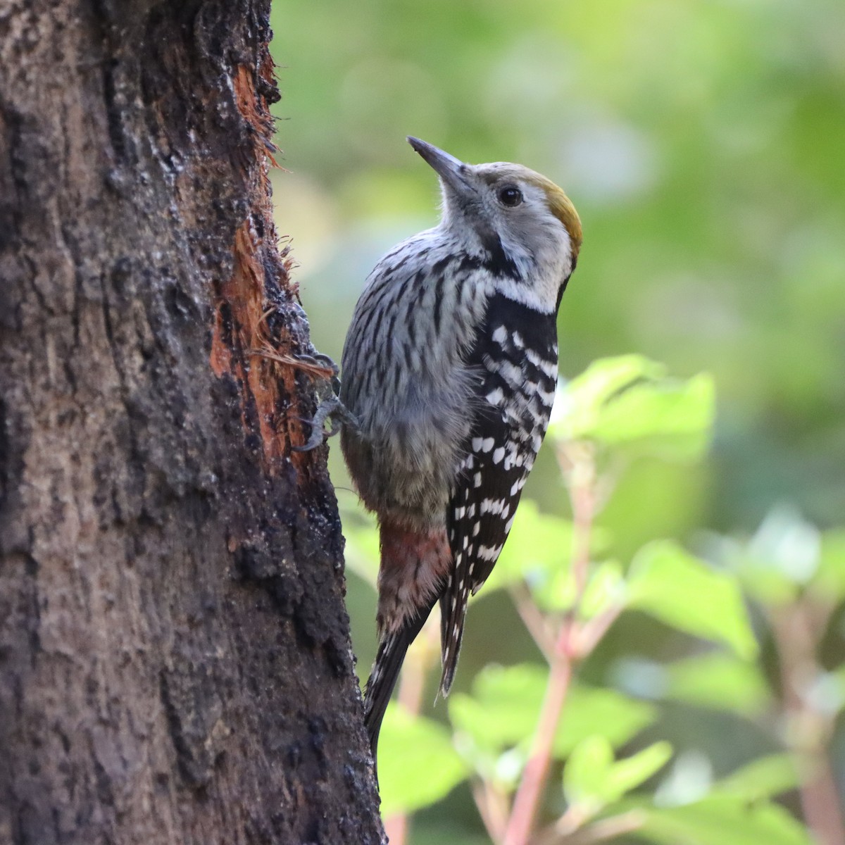 bergspett - ML647286651