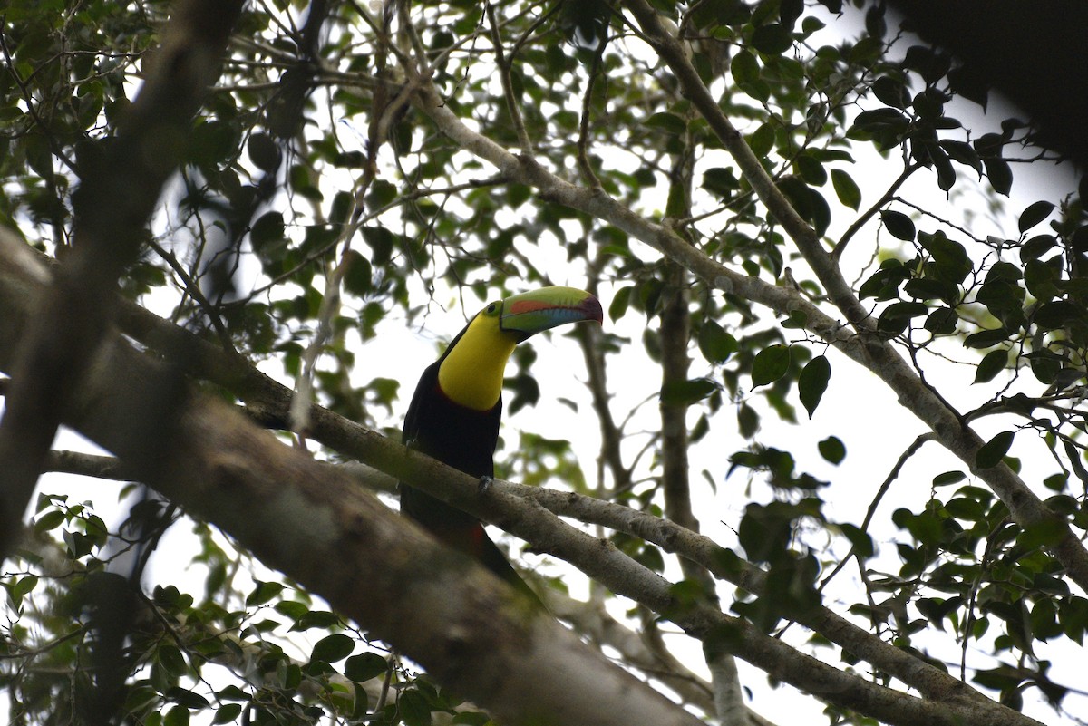 Keel-billed Toucan - ML647286660