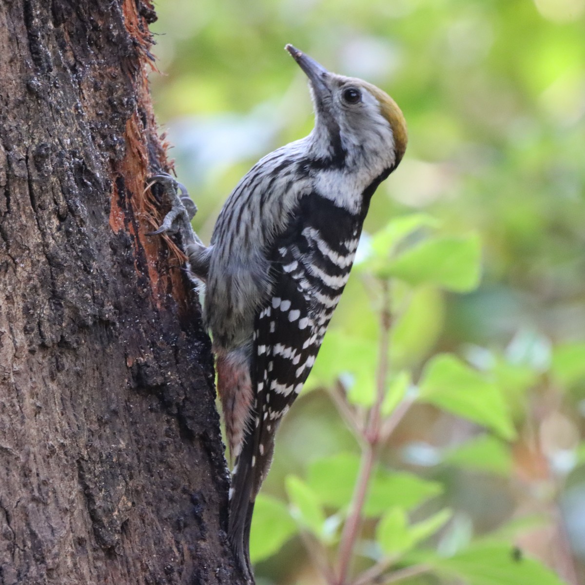 bergspett - ML647286663