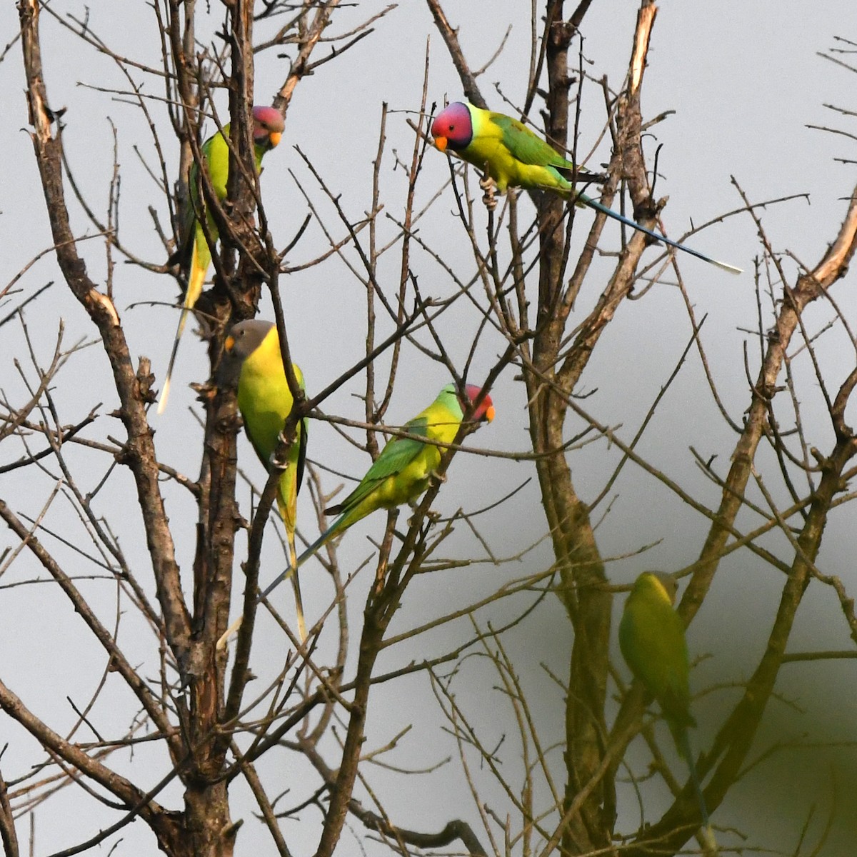 Perruche à tête prune - ML647286667