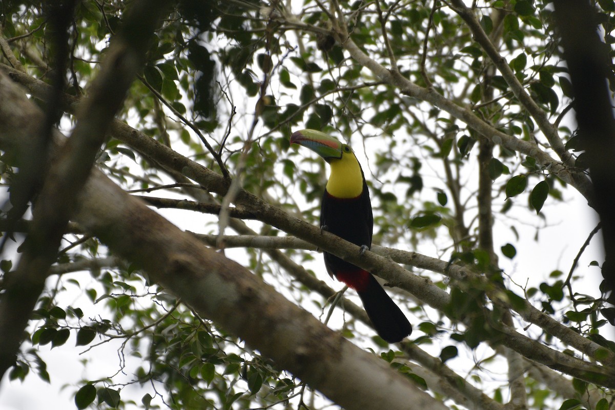 Keel-billed Toucan - ML647286673