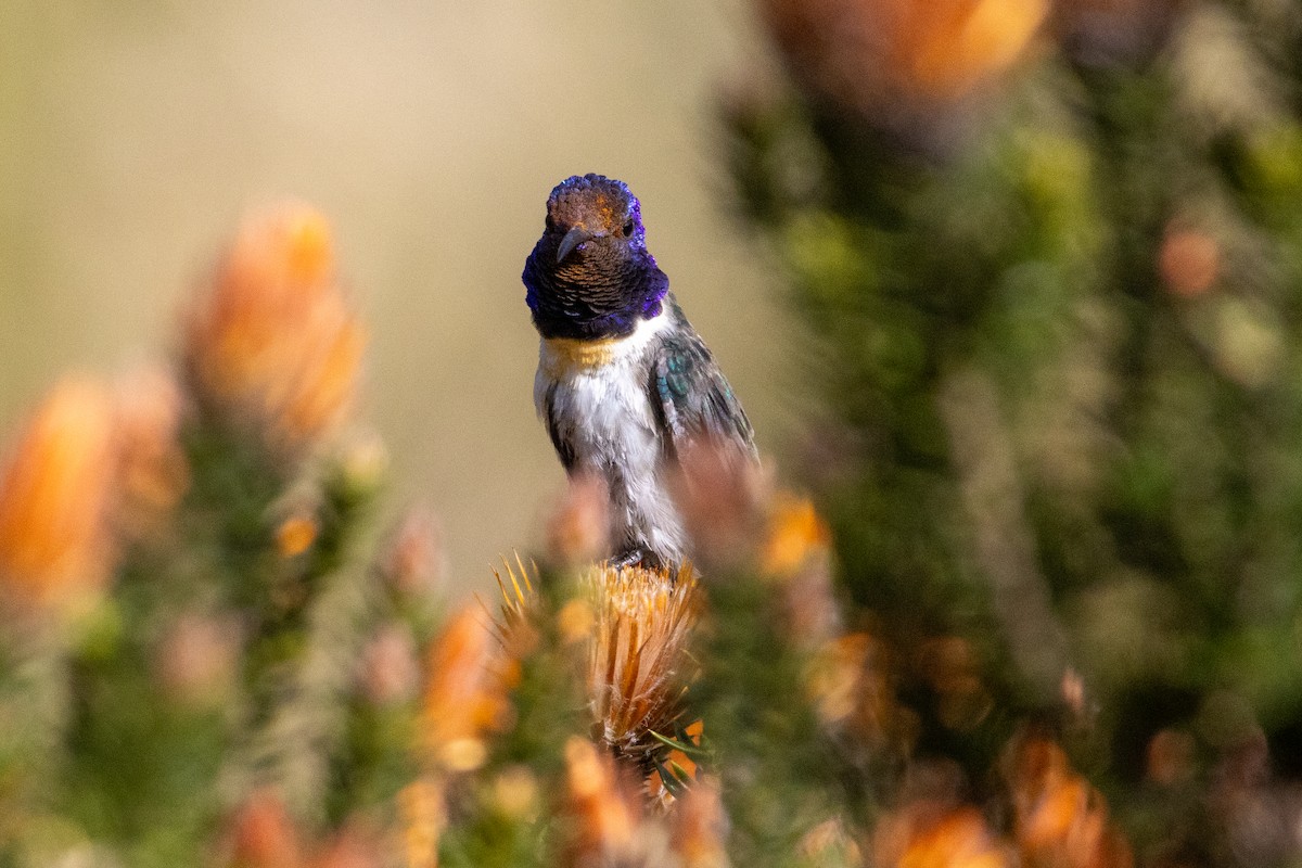 Ecuadorian Hillstar - ML647286679