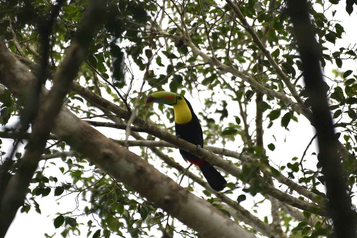Keel-billed Toucan - ML647286680