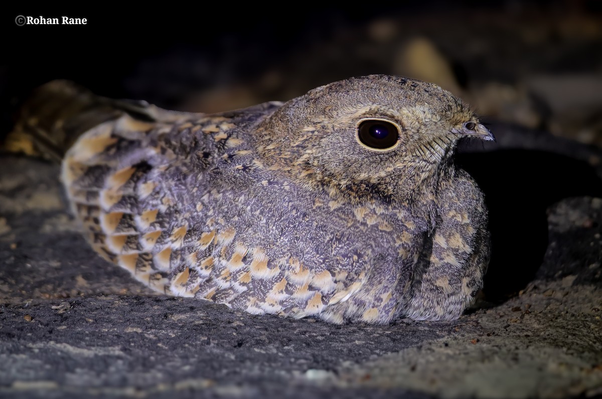 Savanna Nightjar - ML647286682