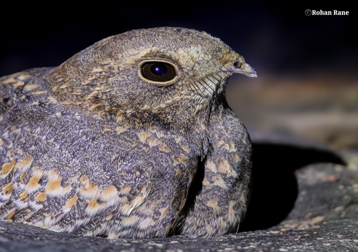 Savanna Nightjar - ML647286683