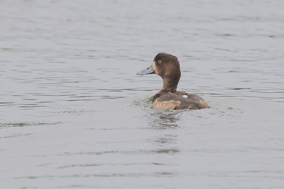 Fuligule milouinan - ML647286695