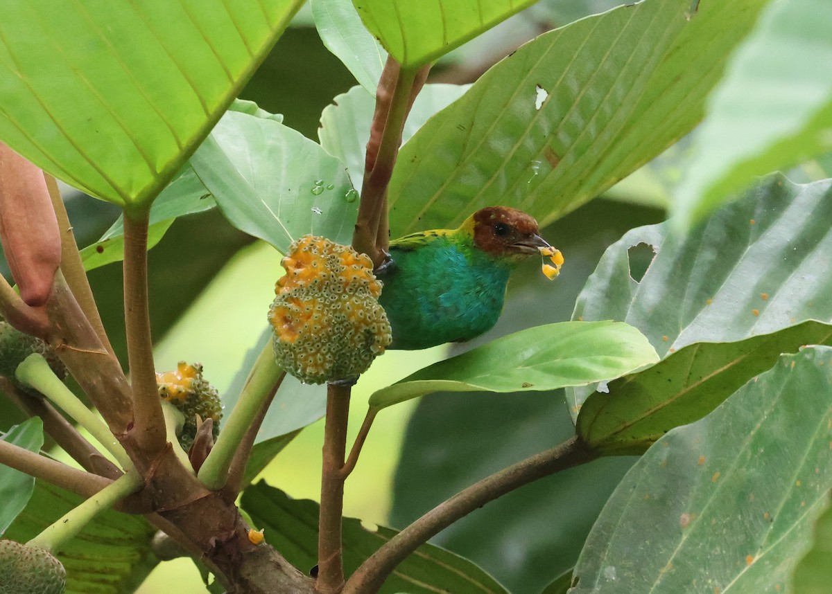 Tangara Cabecibaya - ML647286697