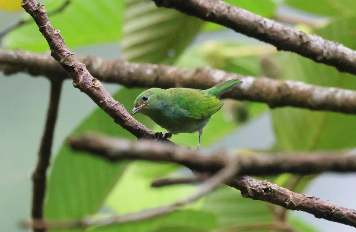 Tangara Cabecibaya - ML647286712