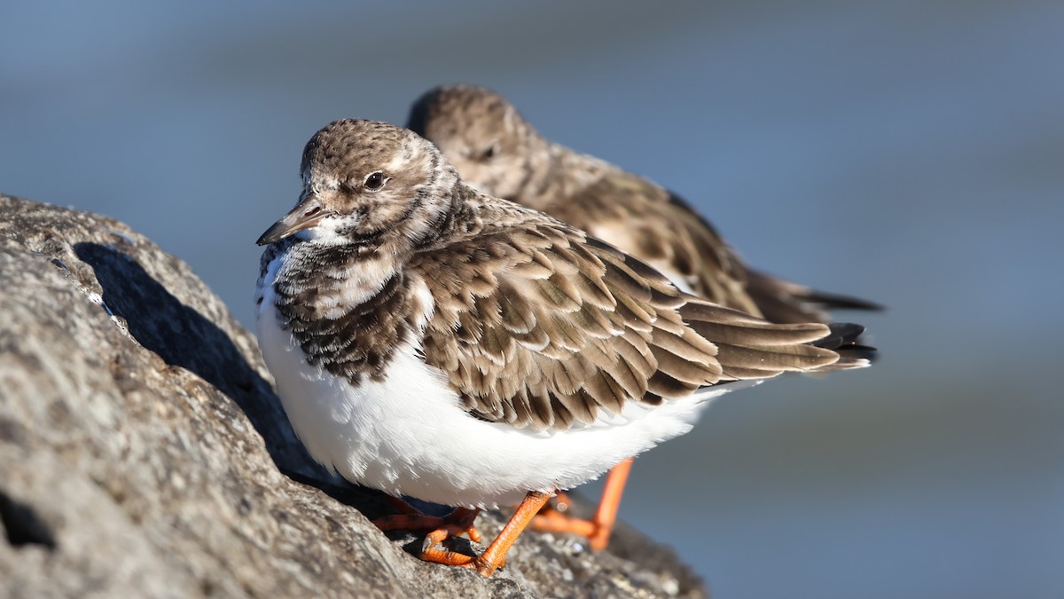 Voltapietre - ML647286722