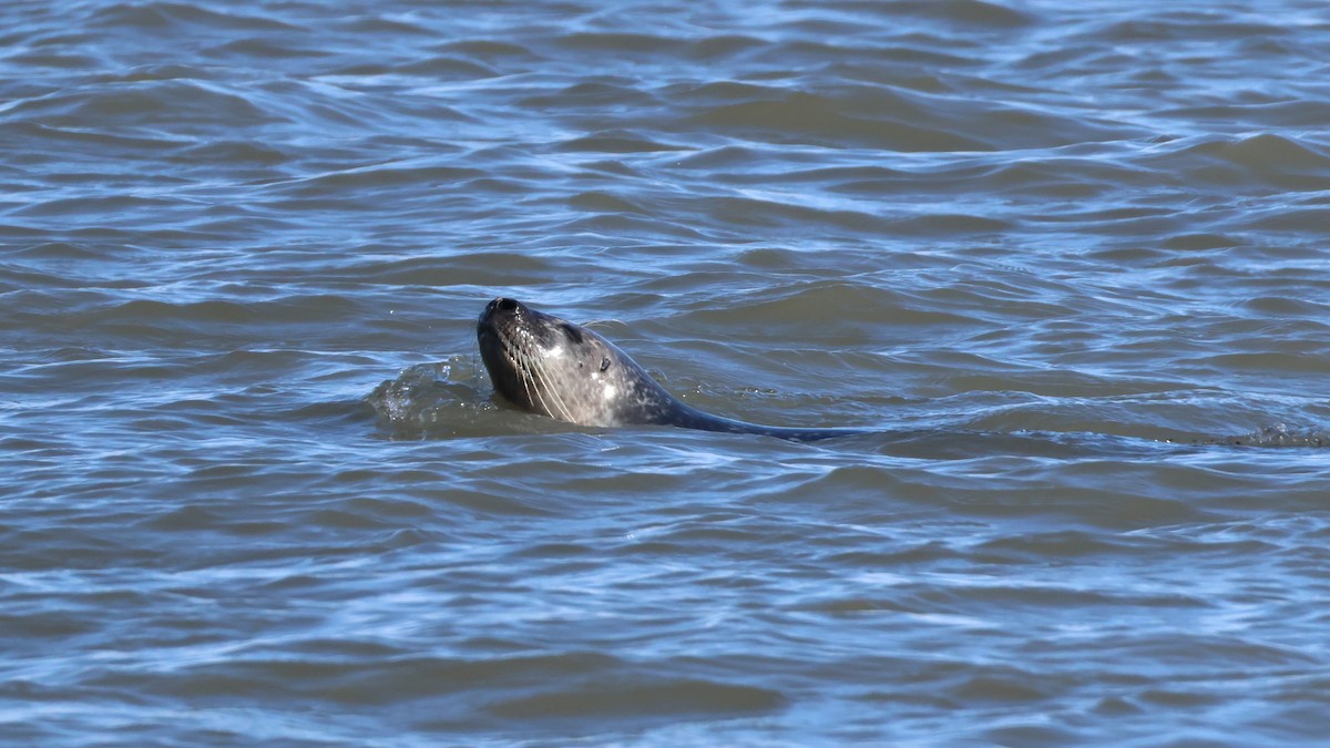 Foca grigia atlantica - ML647286755