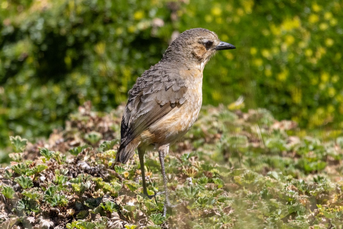 Tawny Antpitta - ML647286764