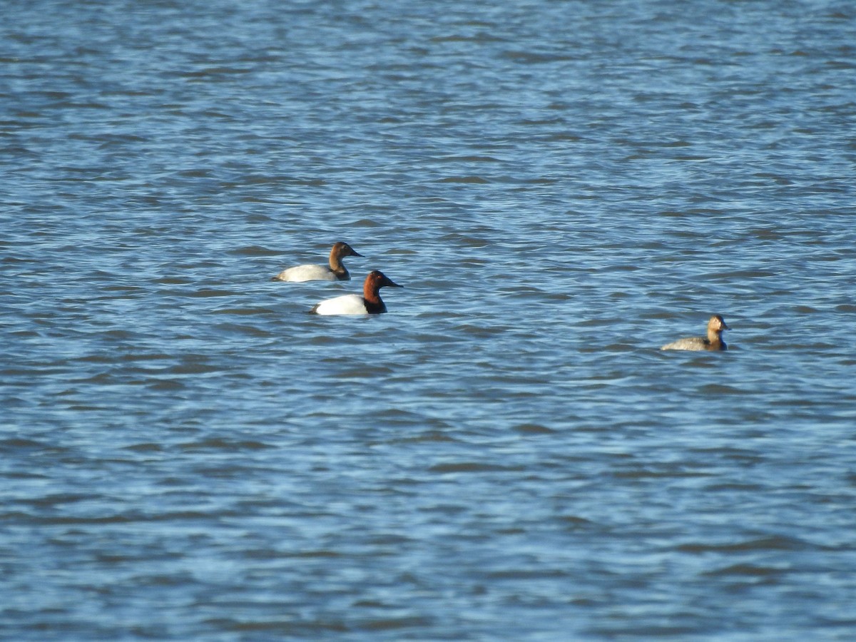 Canvasback - ML647286777