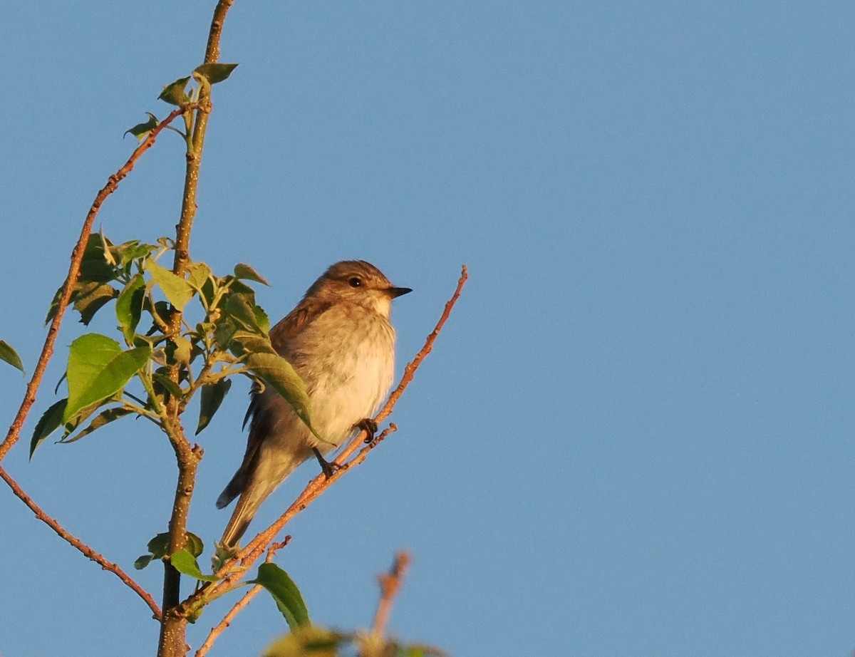 Spotted Flycatcher - ML647286787