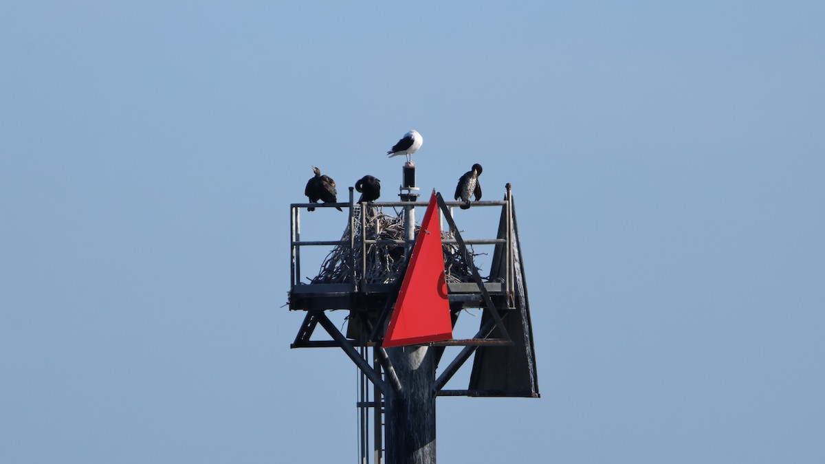 Cormorano - ML647286791