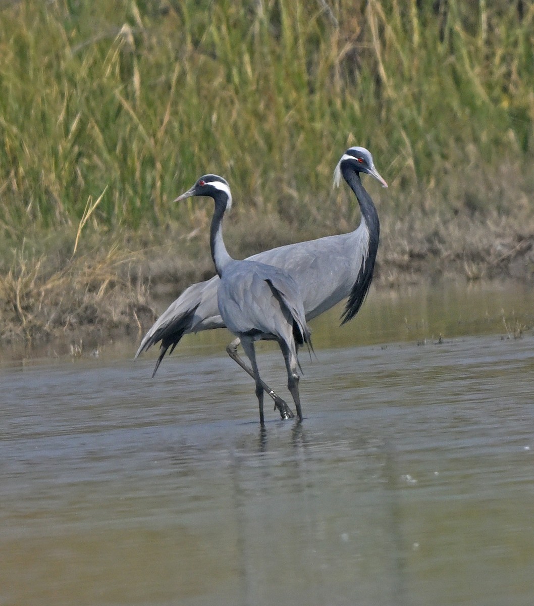 Demoiselle Crane - ML647286801