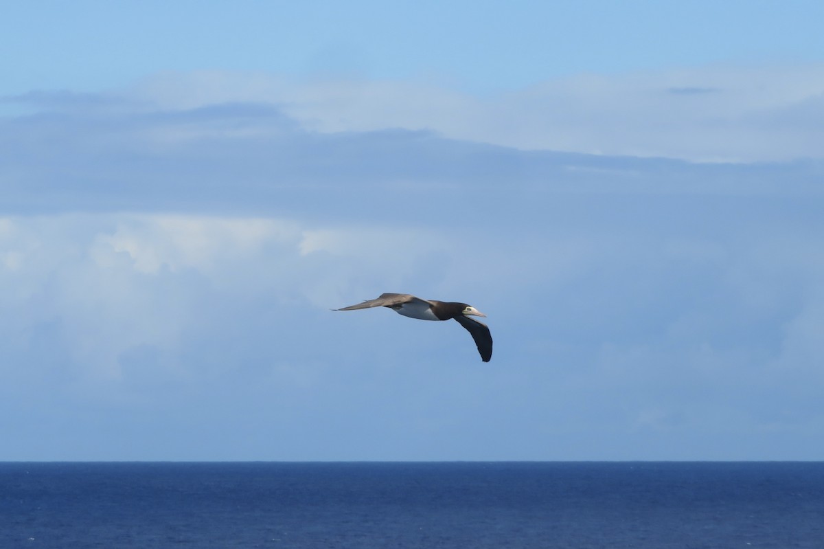 Brown Booby - ML647286809