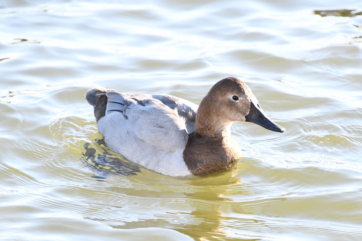 Canvasback - ML647286829