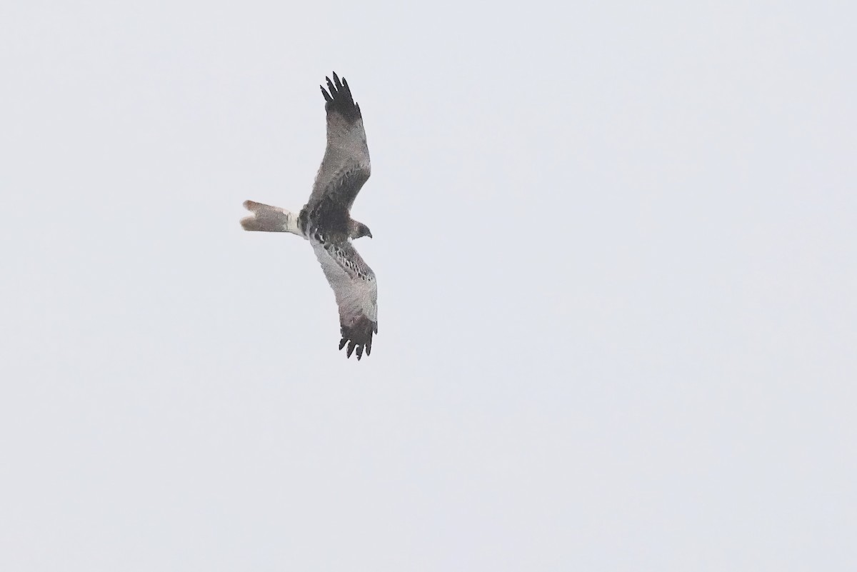 østsivhauk - ML647286841