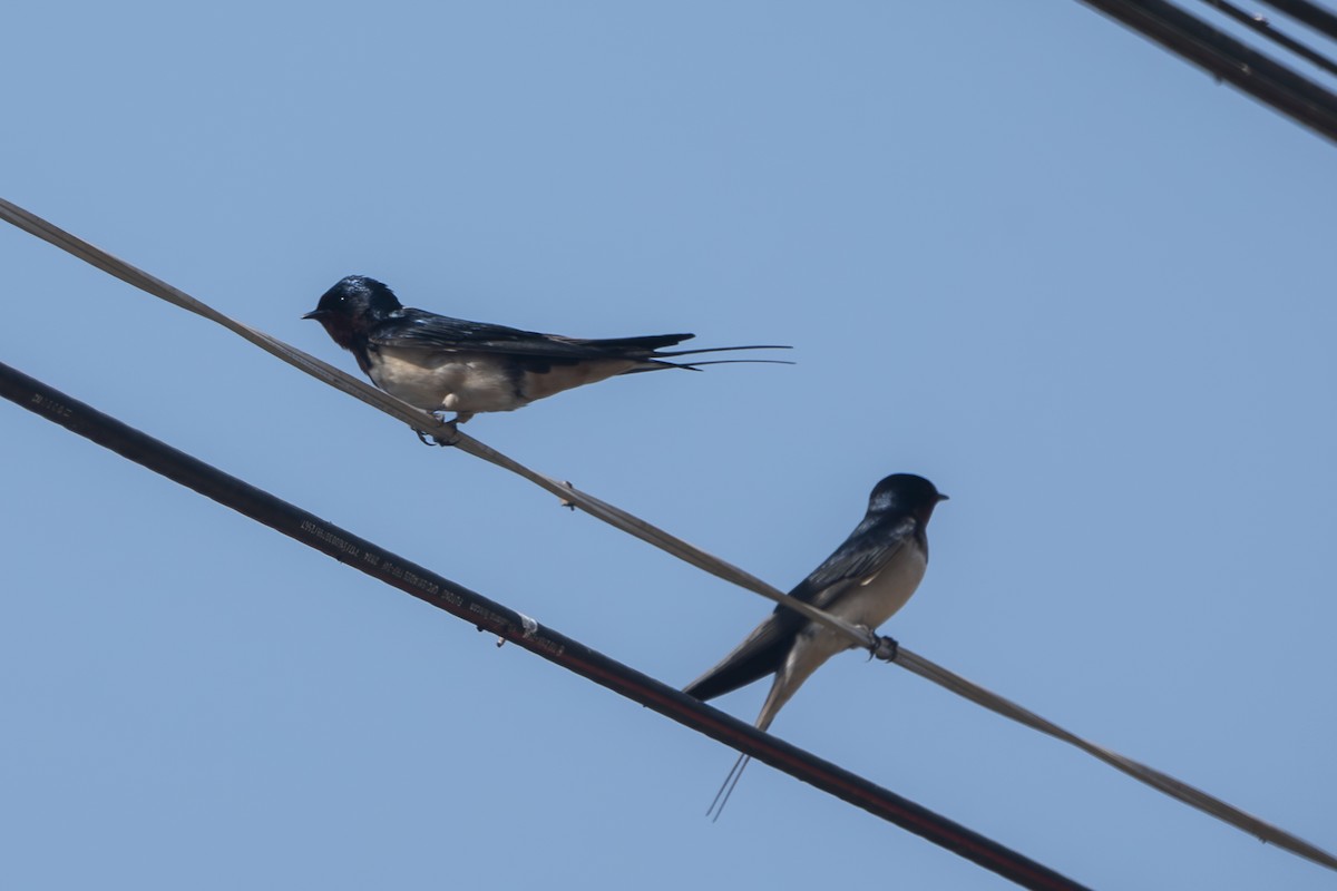 Barn Swallow - ML647286843
