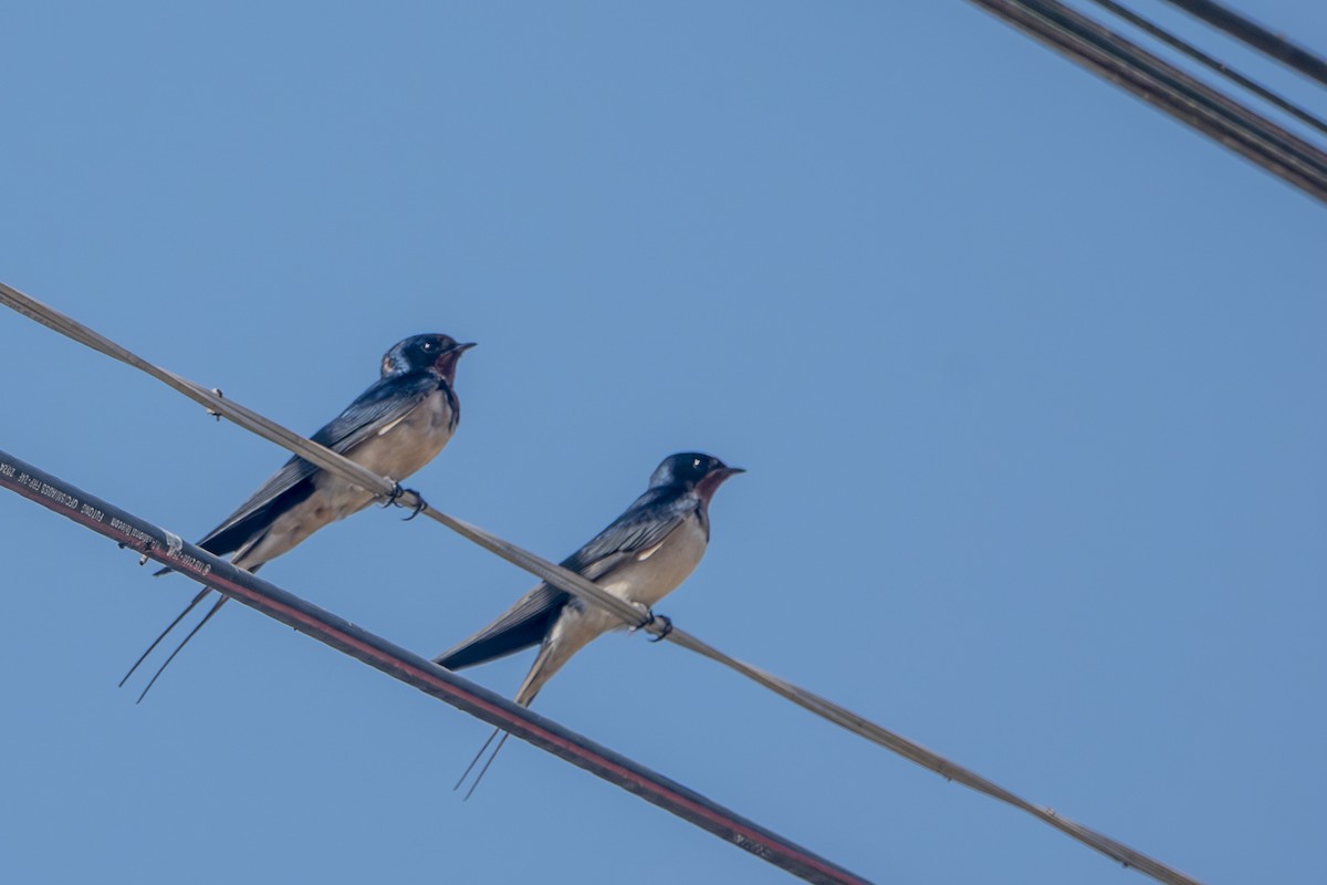 Barn Swallow - ML647286844