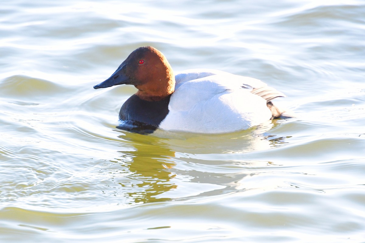 Canvasback - ML647286858