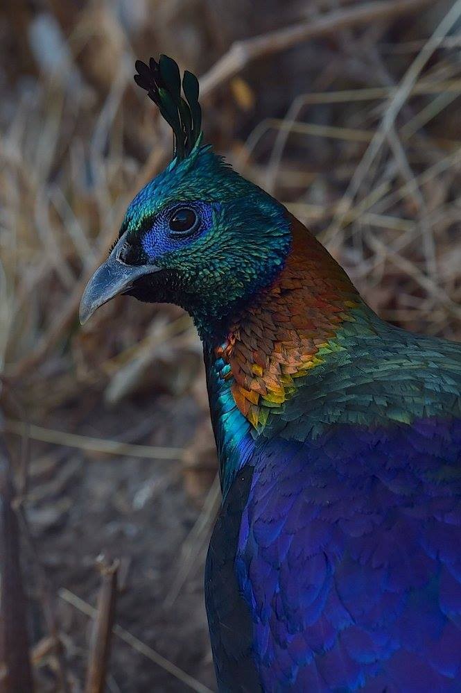 Himalayan Monal - ML647286871