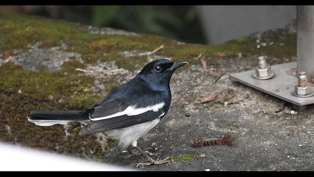 Oriental Magpie-Robin - ML647286873