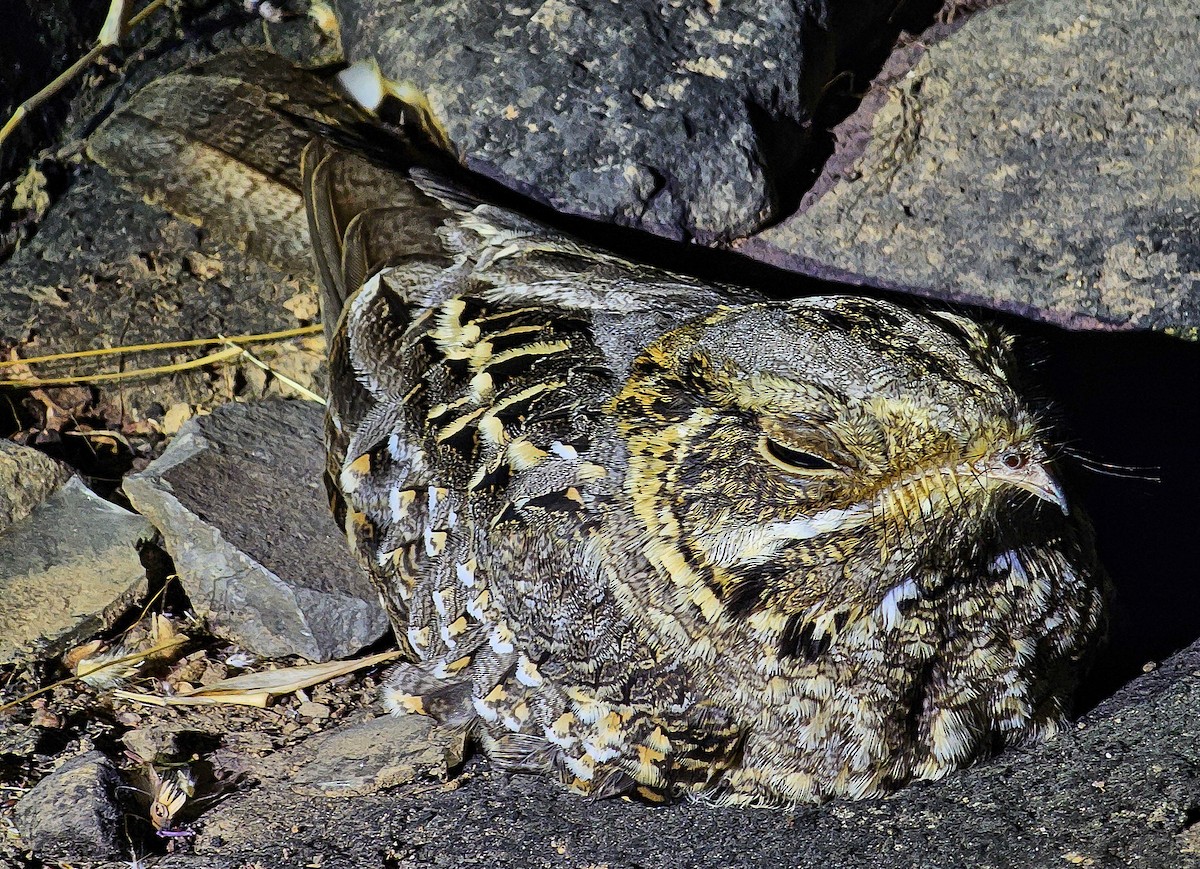 Indian Nightjar - ML647286881