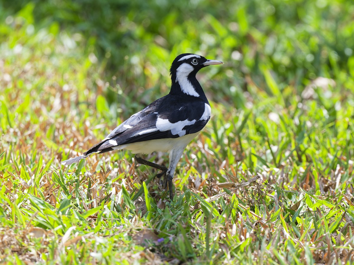 Magpie-lark - ML647286889