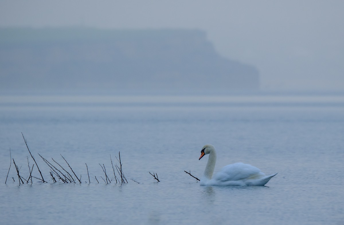 Mute Swan - ML647286891