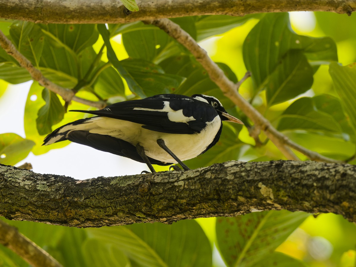 Magpie-lark - ML647286892