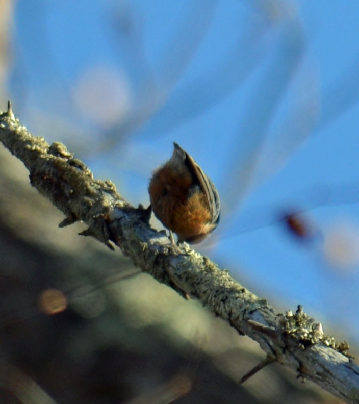 Red-breasted Nuthatch - ML647286900