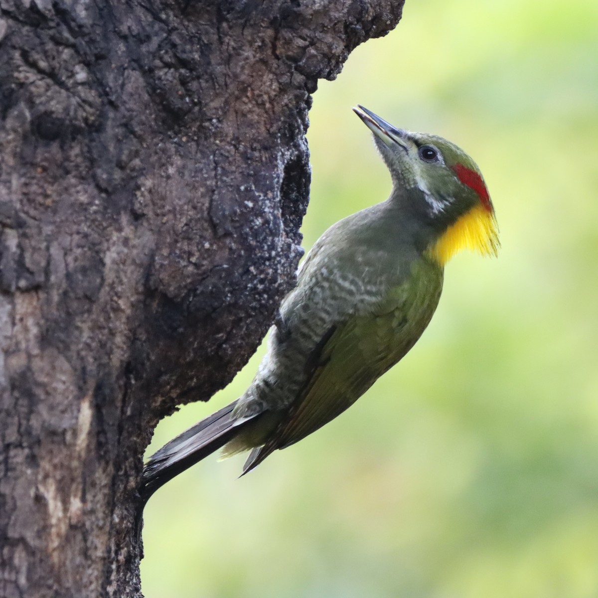 Lesser Yellownape - ML647286903