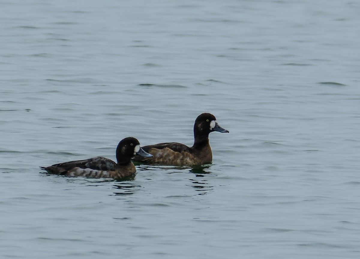 Fuligule milouinan - ML647286904