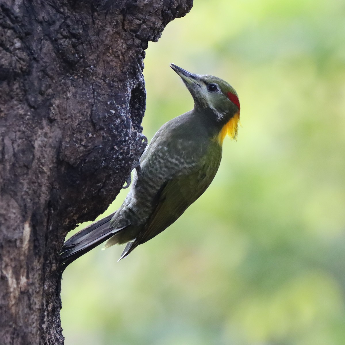 Lesser Yellownape - ML647286908